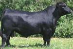 PTTV Doronimo 234'02 