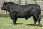 TJ Eldorado W708