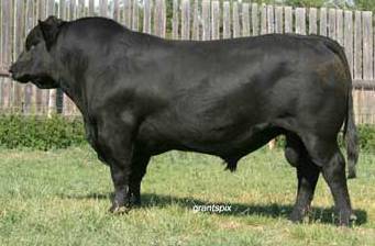 TJ Eldorado W708