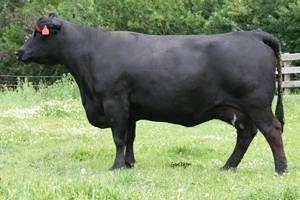 Windover Eileen 29F
