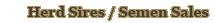 Herd Sires